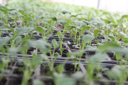 Freshly watered brassicas. Photo by Elizabeth Hoover