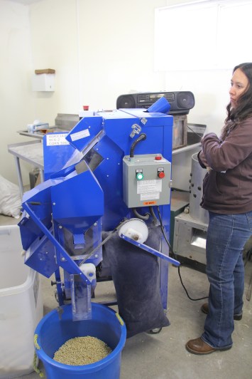 Rowen dropping corn into the sheller, which instantly removes the kernels from the cob. Photo by Elizabeth Hoover